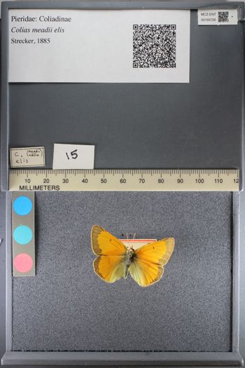 Media type: image;   Entomology 193726